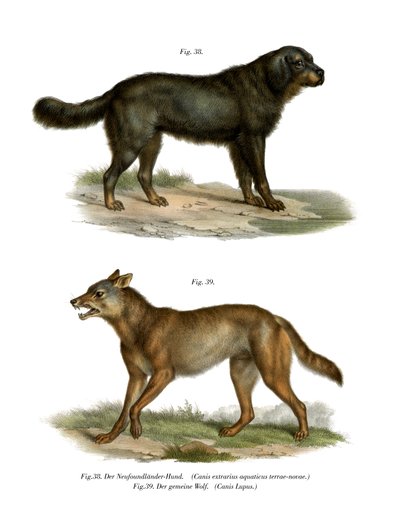 纽芬兰犬，1860年 作者 德国学校